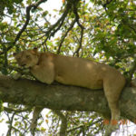climbing-lioness