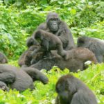 gorilla