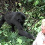 gorilla1