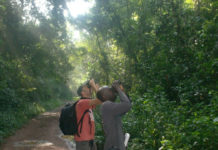 Exciting 5 Things to Do on a Uganda Safari Mabira Forest Tours