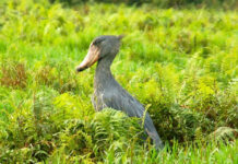 A Shoebill Affair in Uganda Mabamba Shoebill