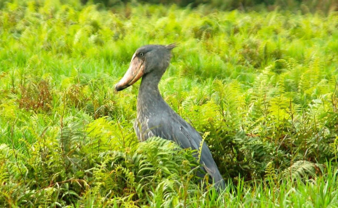 Mabamba Shoebill