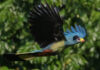 Meet the ‘Designer’ Birds of Uganda Great Blue Turaco