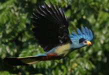 Meet the ‘Designer’ Birds of Uganda Great Blue Turaco