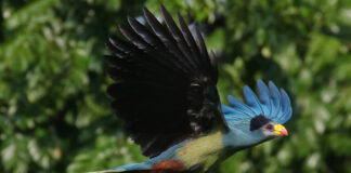 Meet the ‘Designer’ Birds of Uganda Great Blue Turaco