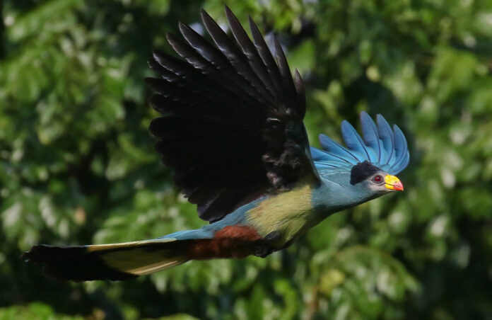 Great Blue Turaco